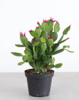 Spring Easter Cactus - Live Plant - Assorted Color