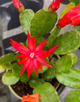 Spring Easter Cactus - Live Plant - Assorted Color