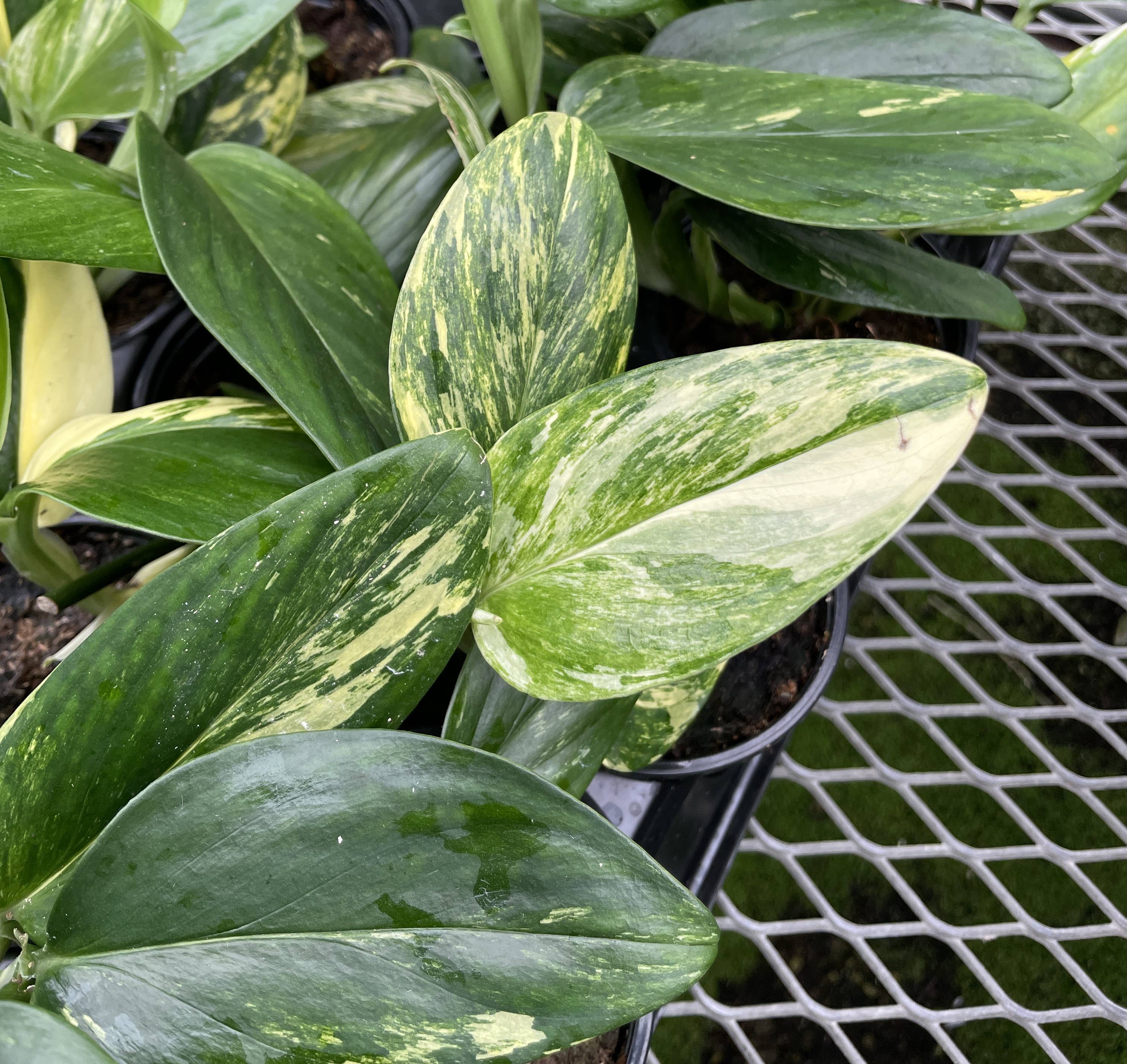 Variegated Monstera Standleyana - 4&quot; Live Plant