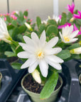 Spring Easter Cactus - Live Plant - Assorted Color