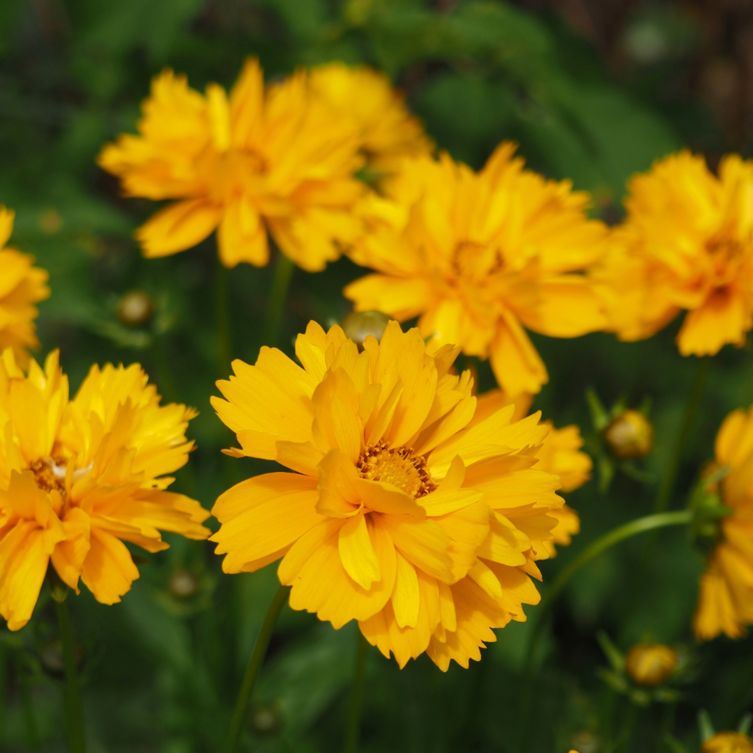 Coreopsis Tickseed - 3" Flowering Live Plant - Perennial