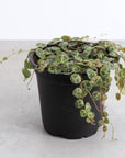 String of Turtles - Live Plant