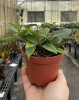 Hoya Plant (Assorted Variety) - 4" Live Plant