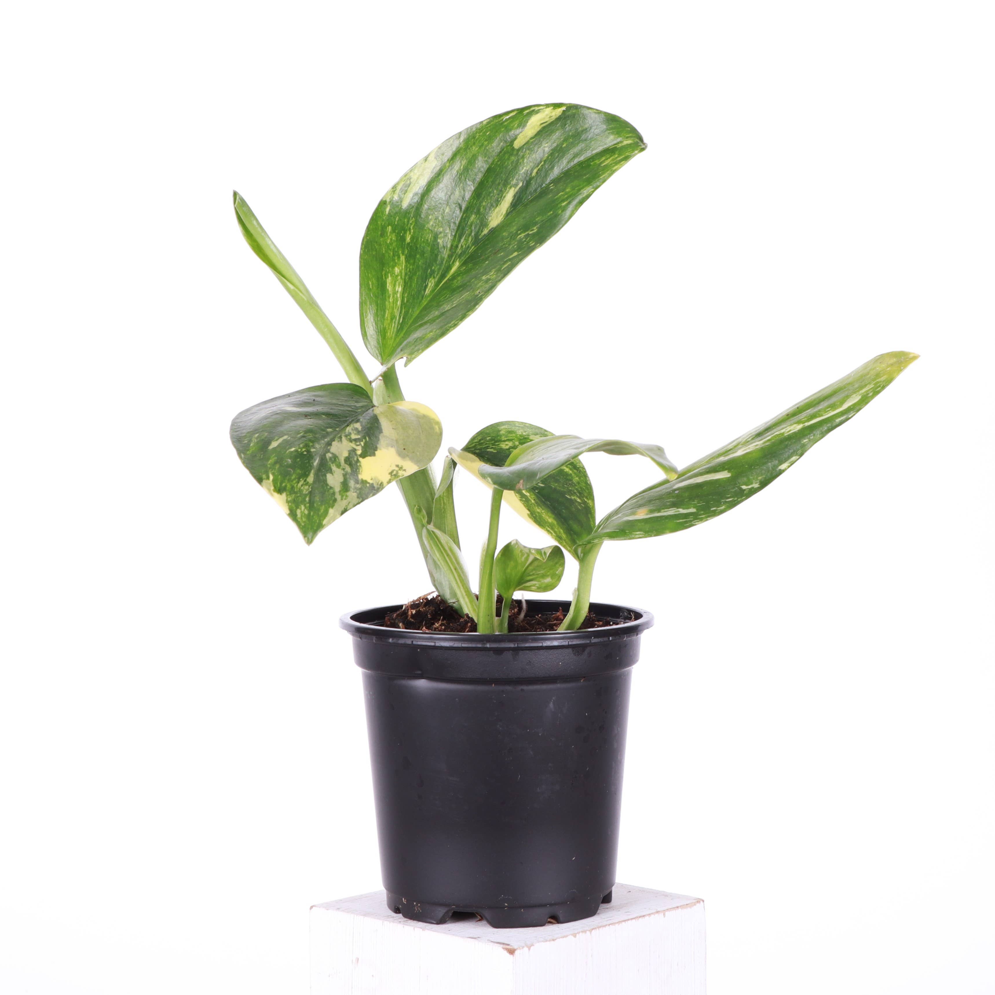 Variegated Monstera Standleyana - 4&quot; Live Plant