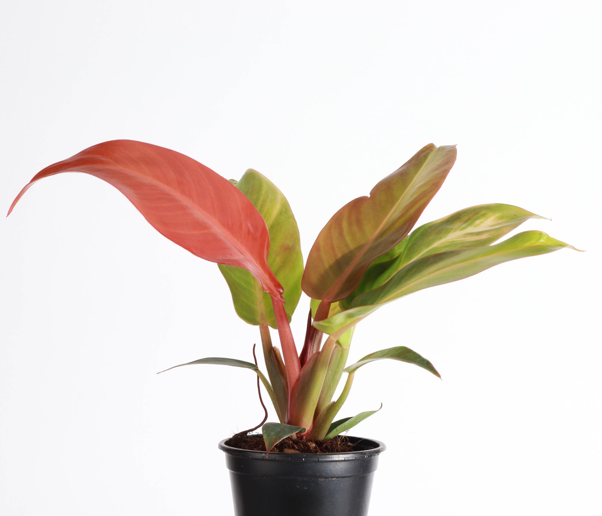 Philodendron Sun Red - 4" Live Plant