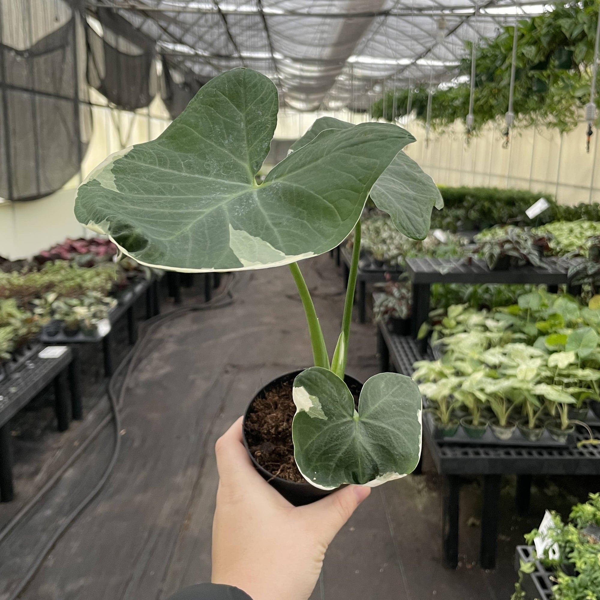 Alocasia Mickey Mouse - Live Plant