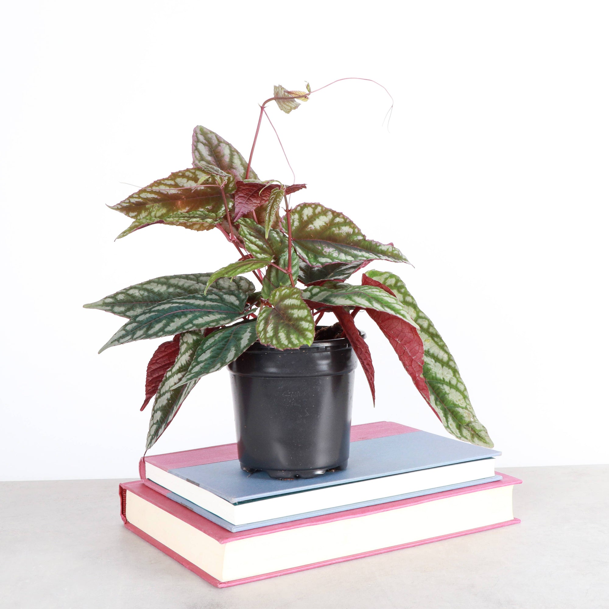Cissus Discolor - Rex Begonia Vine - Live Plant: 4" Pot