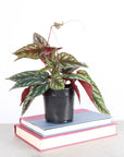 Cissus Discolor - Rex Begonia Vine - Live Plant: 4" Pot