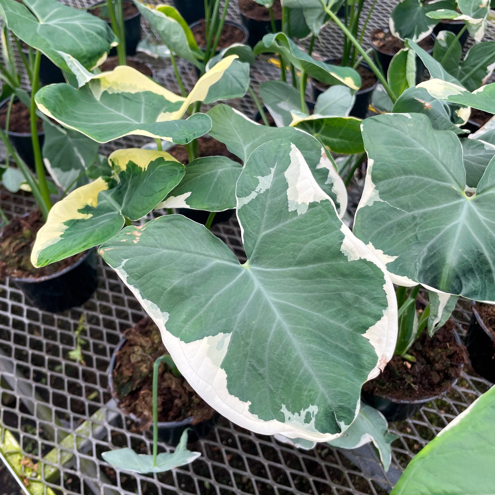 Alocasia Mickey Mouse - Live Plant