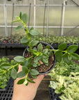 Goldfish Plant - Live Plant
