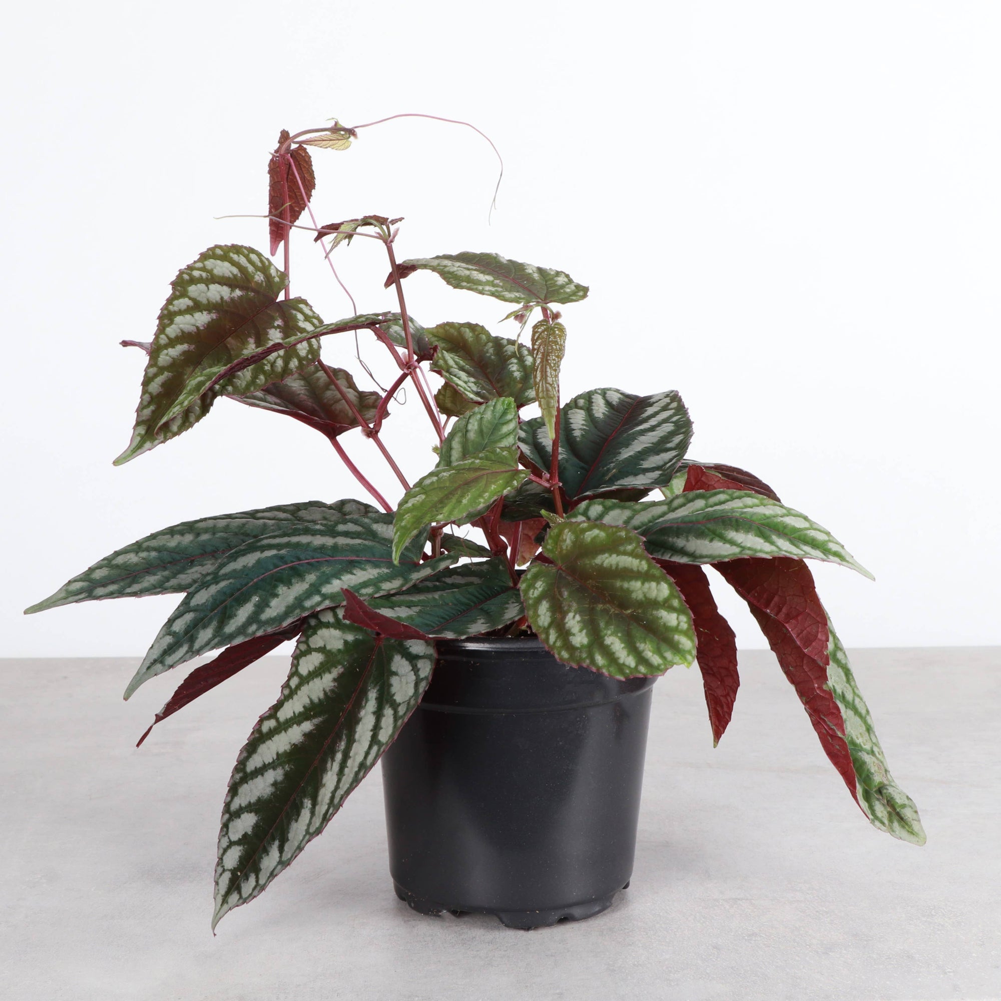 Cissus Discolor - Rex Begonia Vine - Live Plant: 4" Pot