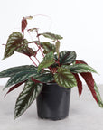 Cissus Discolor - Rex Begonia Vine - Live Plant: 4" Pot