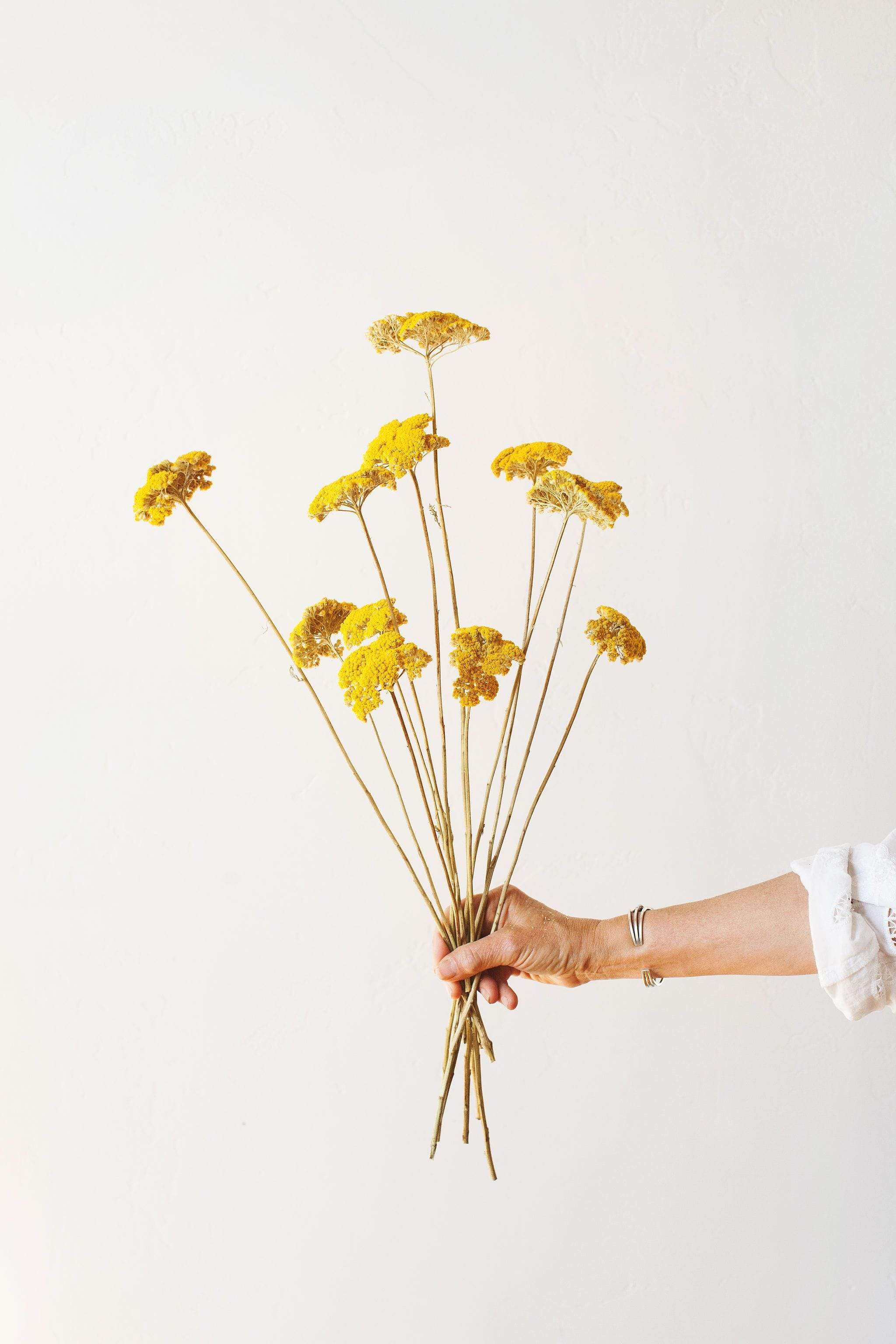 Dried Yellow Yarrow