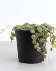 String of Turtles - Live Plant