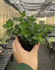 Goldfish Plant - Live Plant