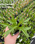 Coreopsis Tickseed - 3" Flowering Live Plant - Perennial