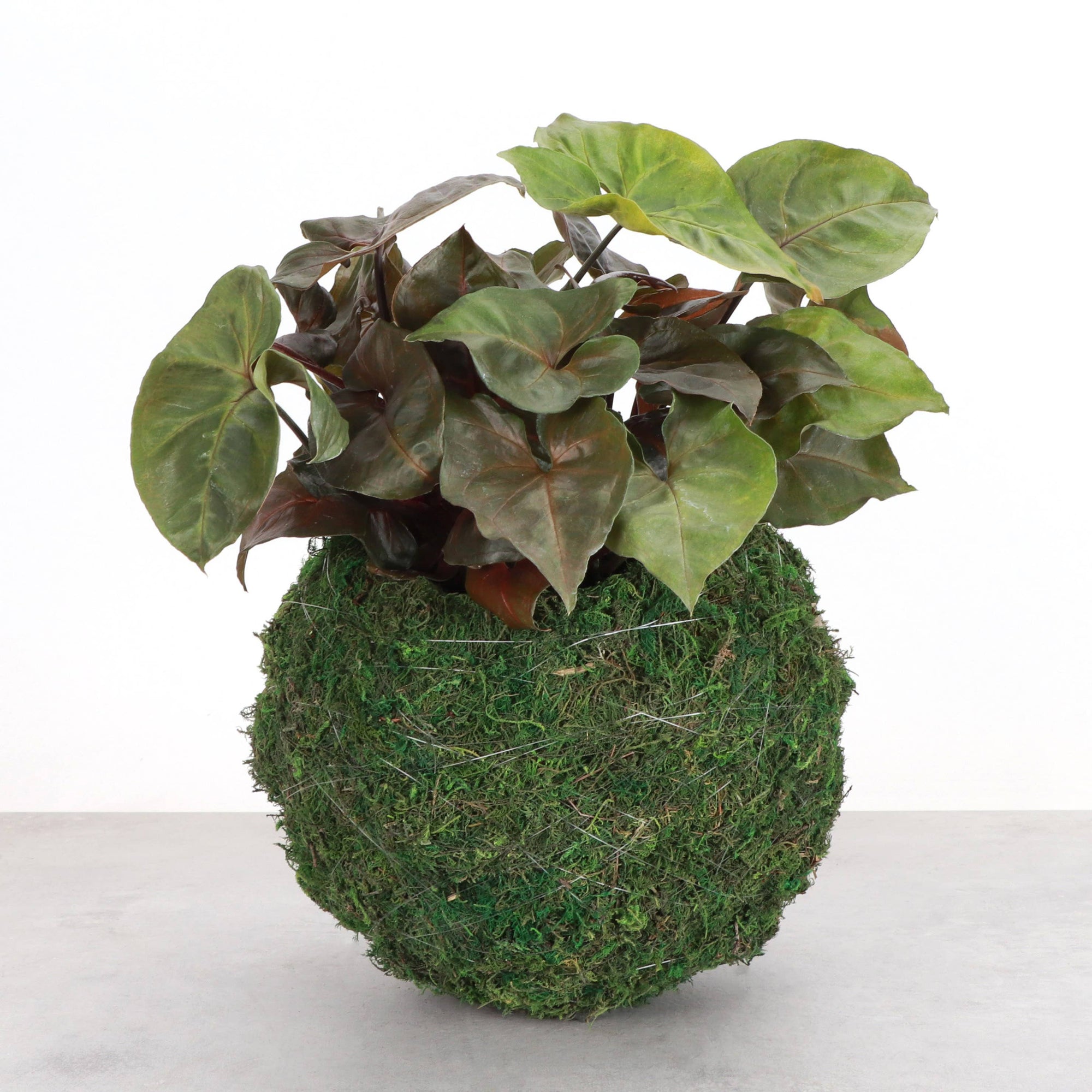Kokedama Pot for Houseplants