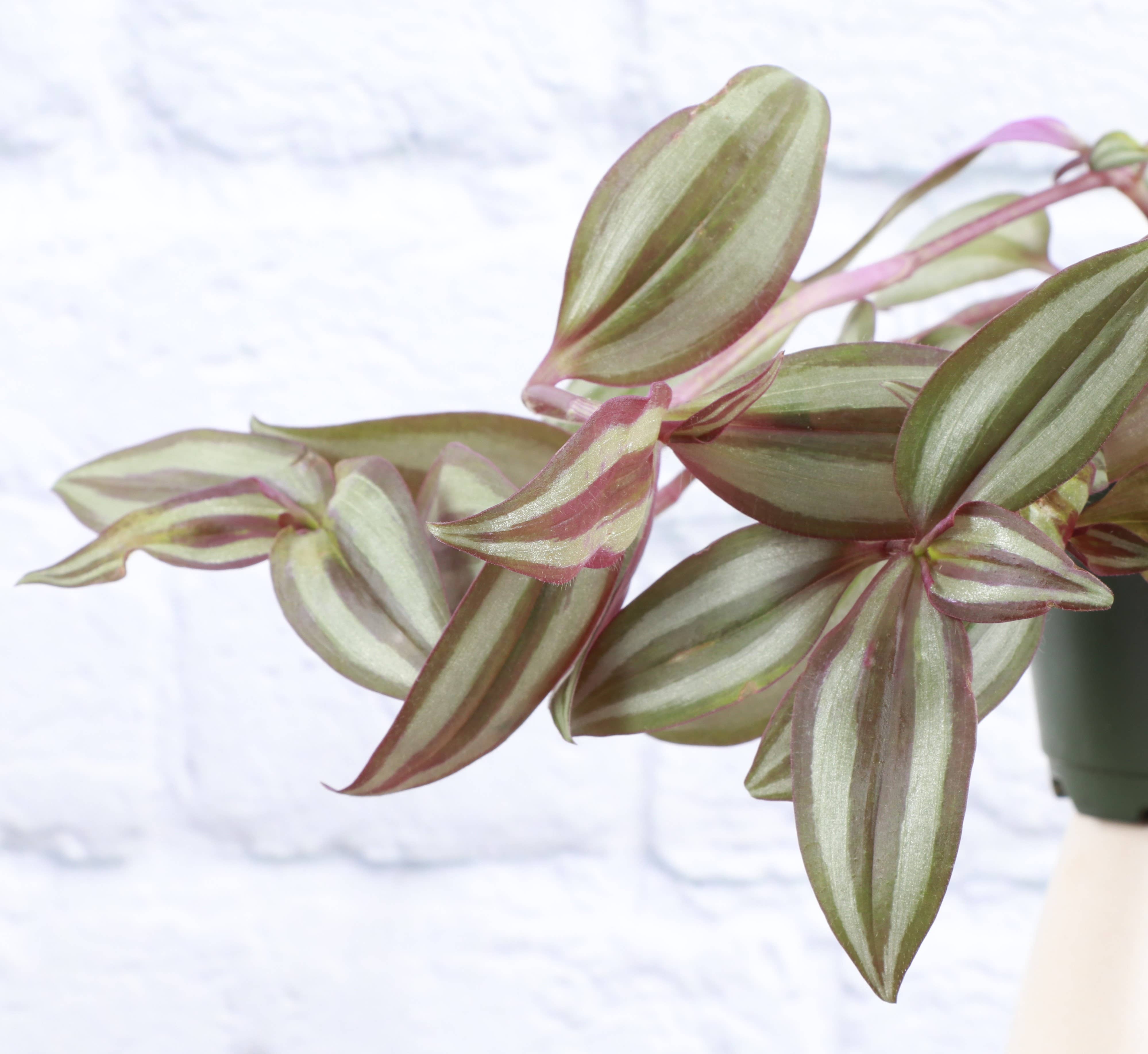 Tradescantia Zebrina - Live Plant