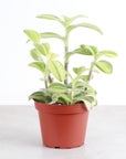 Tradescantia Fuzzy Velvet Stripe - 4" Live Plant
