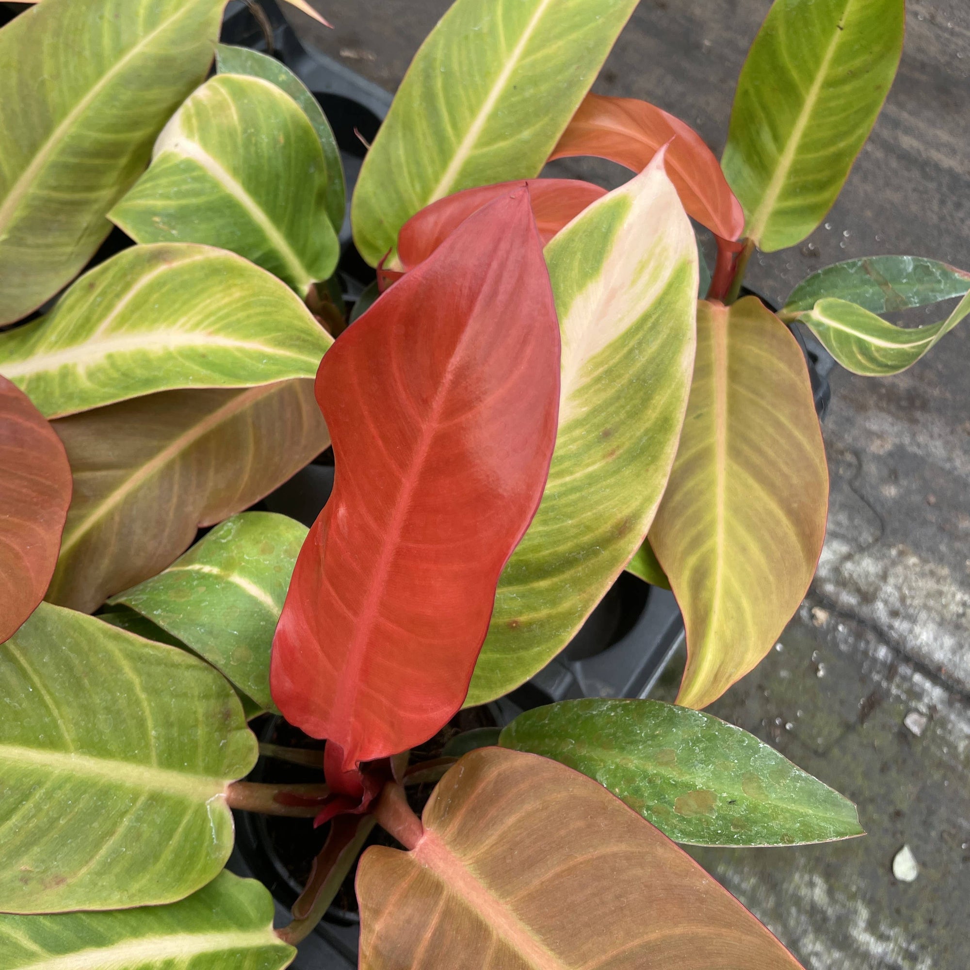 Philodendron Sun Red - 4" Live Plant
