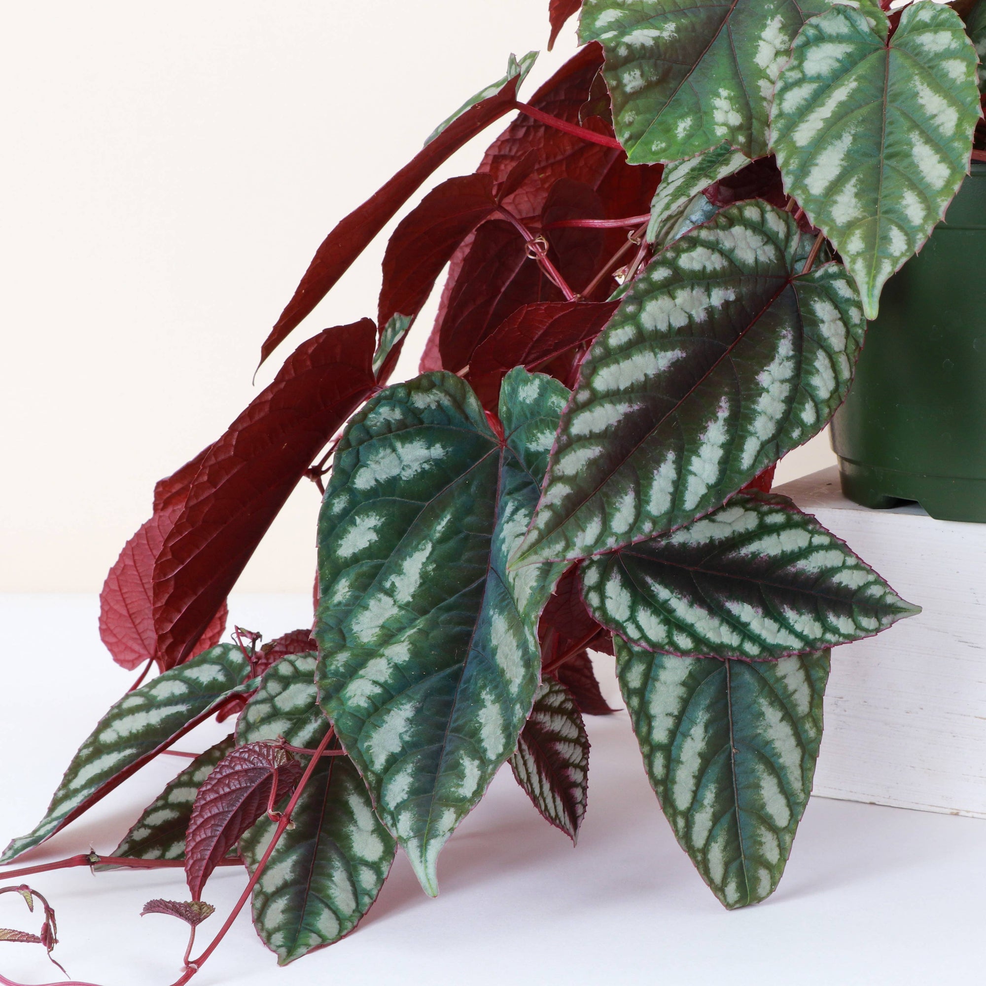 Cissus Discolor - Rex Begonia Vine - Live Plant: 4" Pot