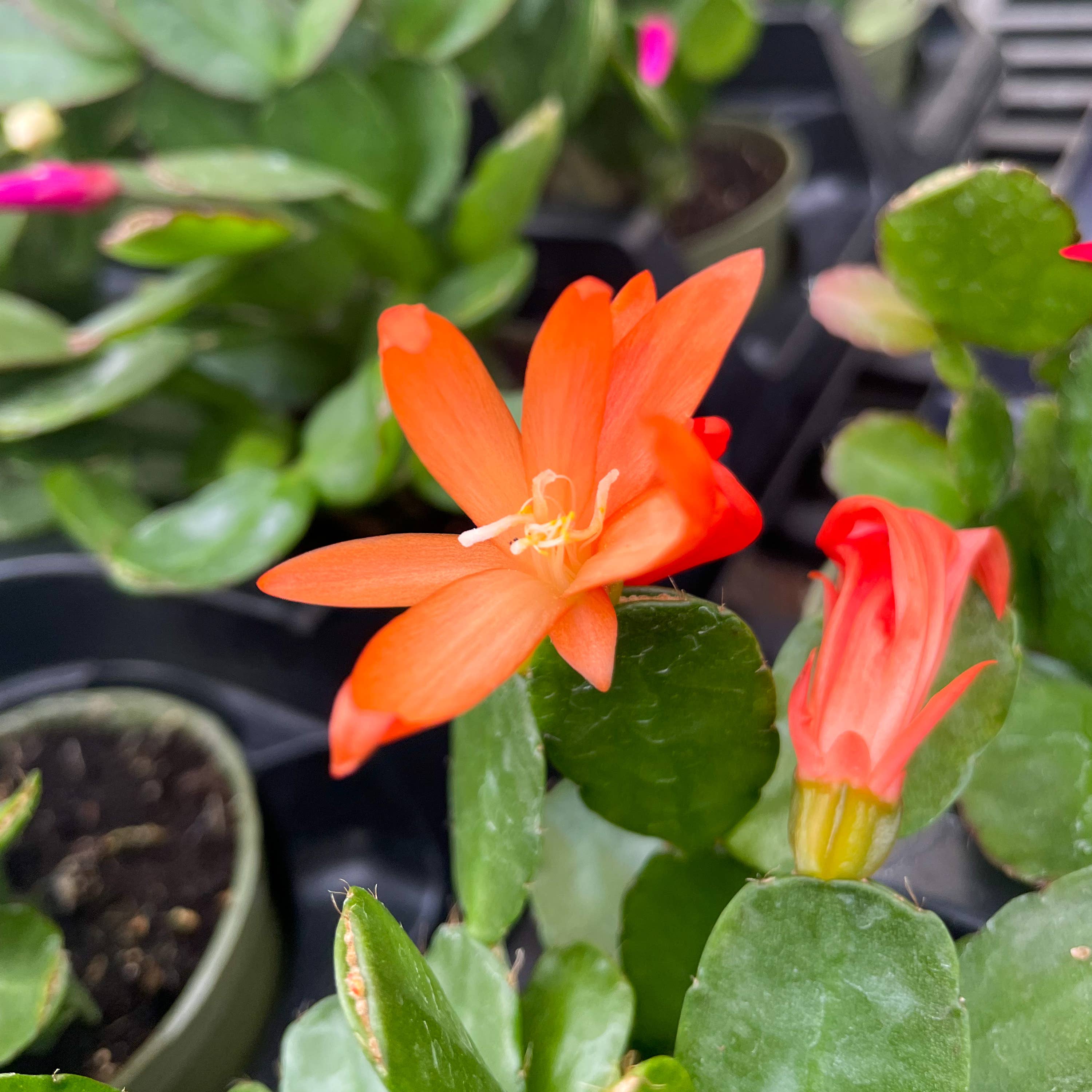 Spring Easter Cactus - Live Plant - Assorted Color