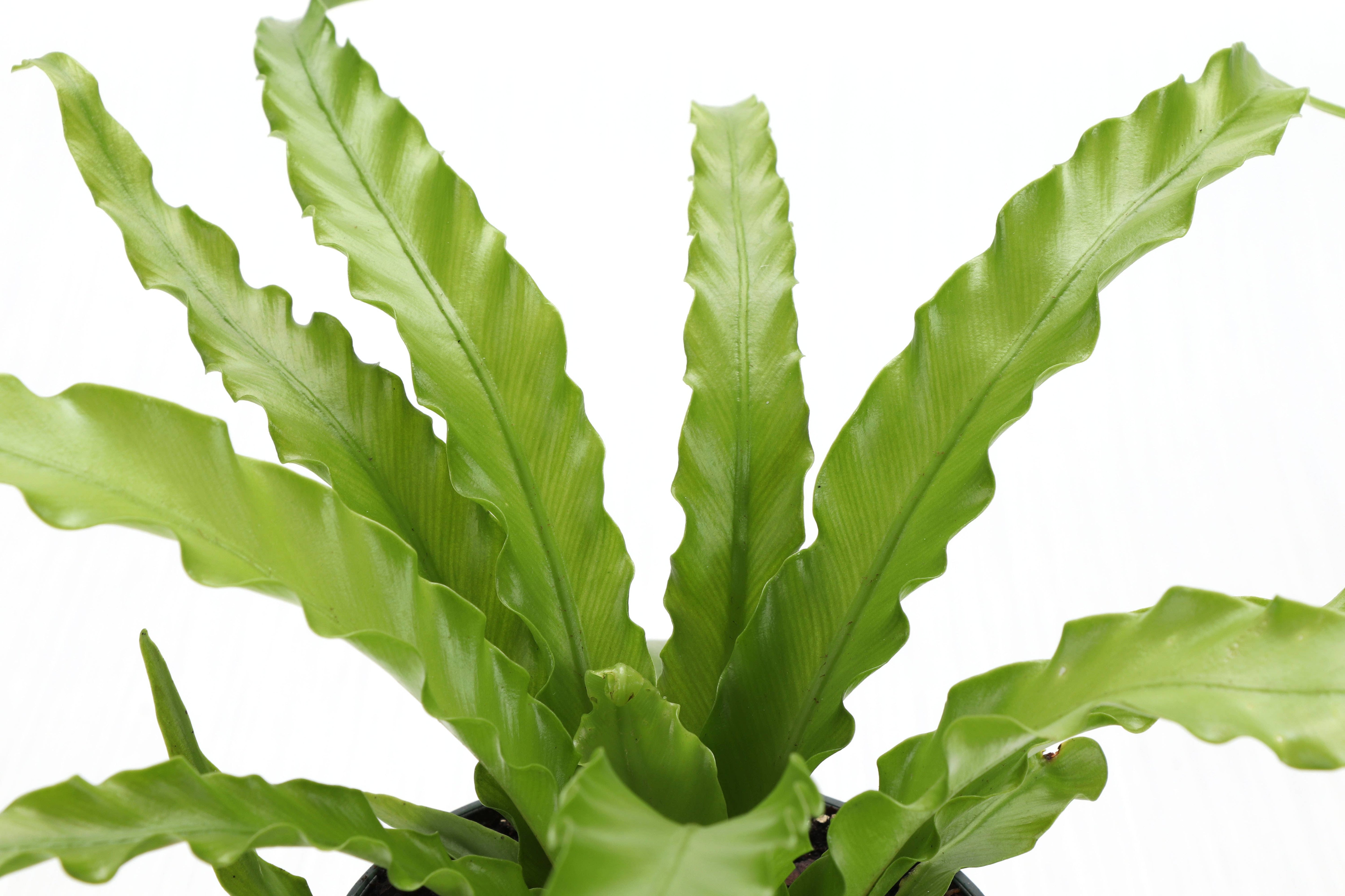 Victoria Bird&#39;s-Nest Fern - Live Plant: 4&quot; Pot