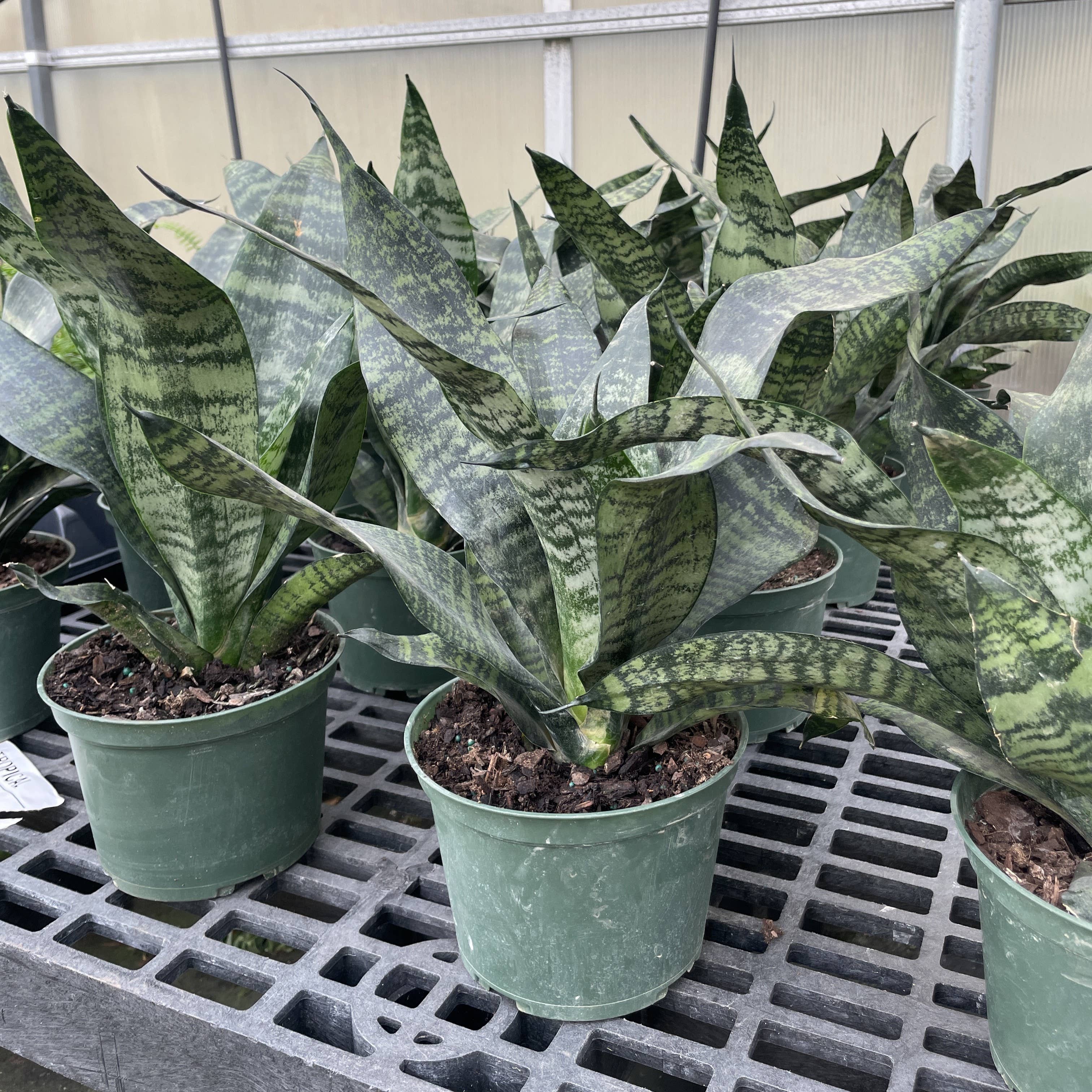 Snake &#39;Zeylancia&#39;,  Snake Plant - Live Plant