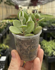Silver Teaspoons Kalanchoe -  2" Live Plant