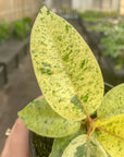 Ficus Shivereana Moonshine Variegated - 4" Live Plant - Rare