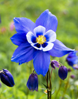 Deep Blue & White Columbine - 3" Live Plant - Perennial
