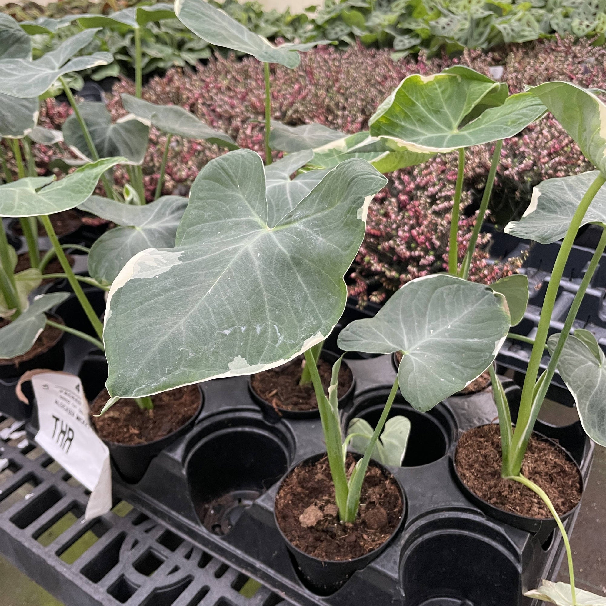 Alocasia Mickey Mouse - Live Plant