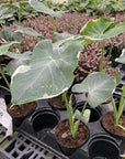 Alocasia Mickey Mouse - Live Plant