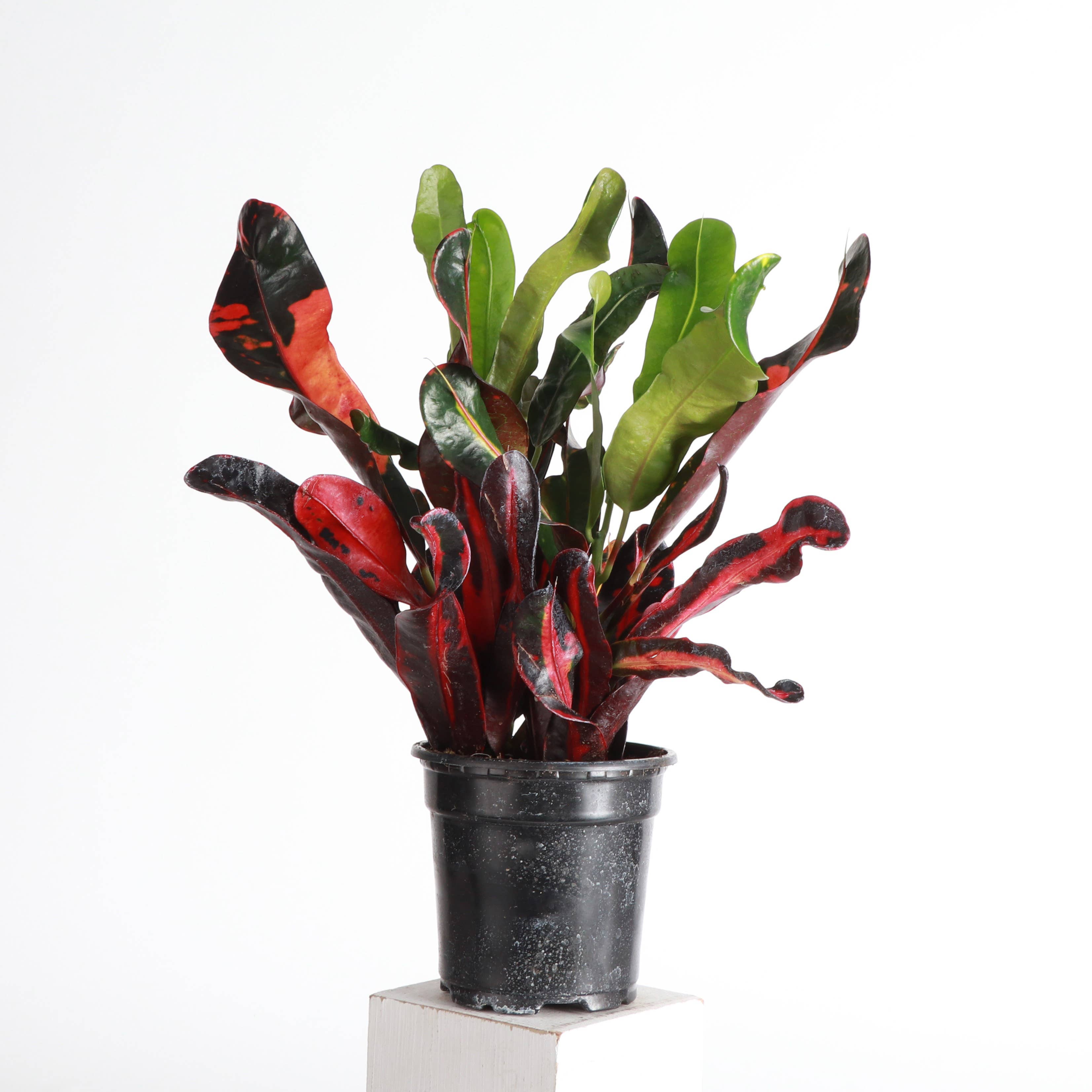 Mammy Croton - Live Plant