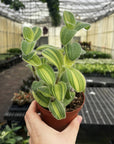 Tradescantia Fuzzy Velvet Stripe - 4" Live Plant