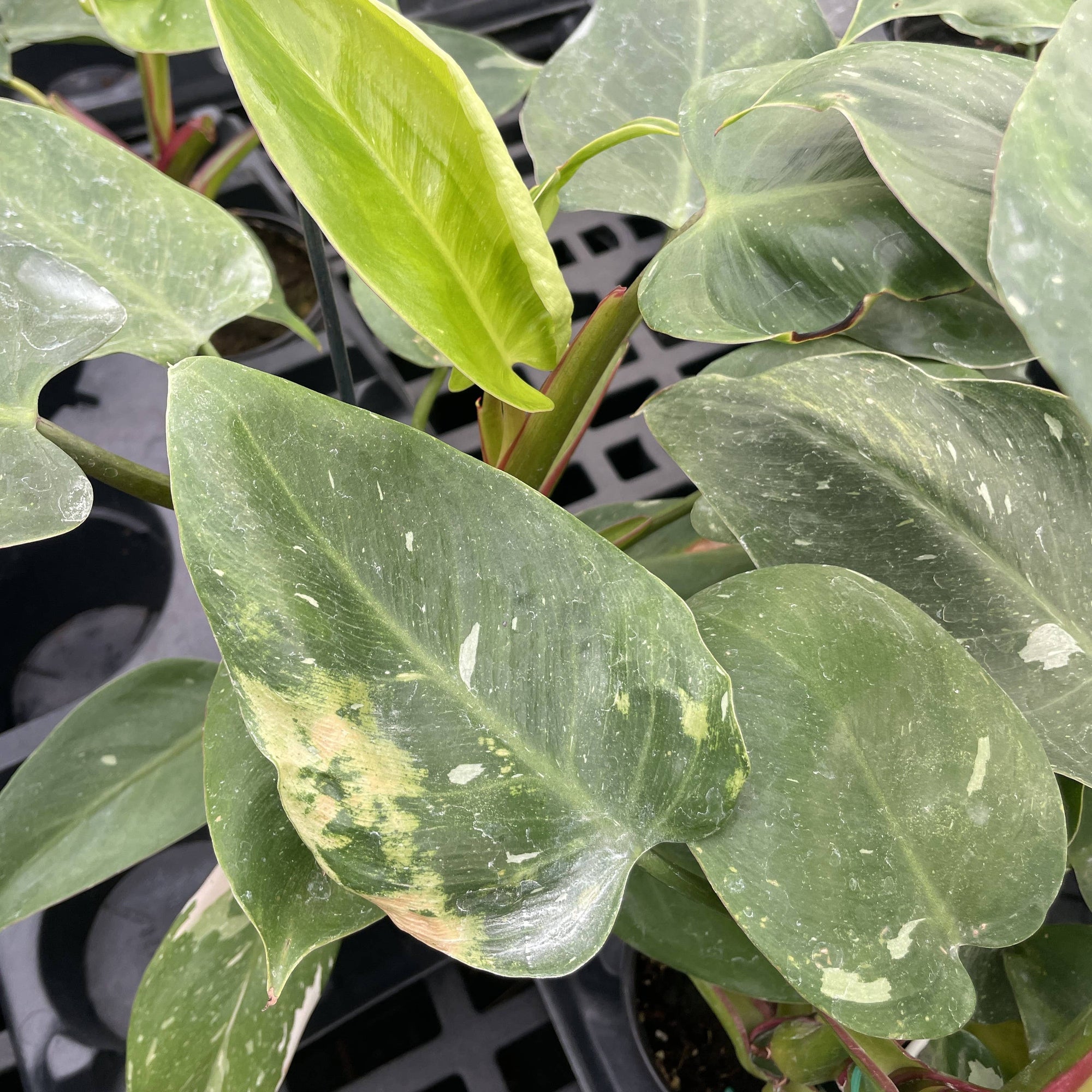 Philodendron White Princess - 4" Live Plant