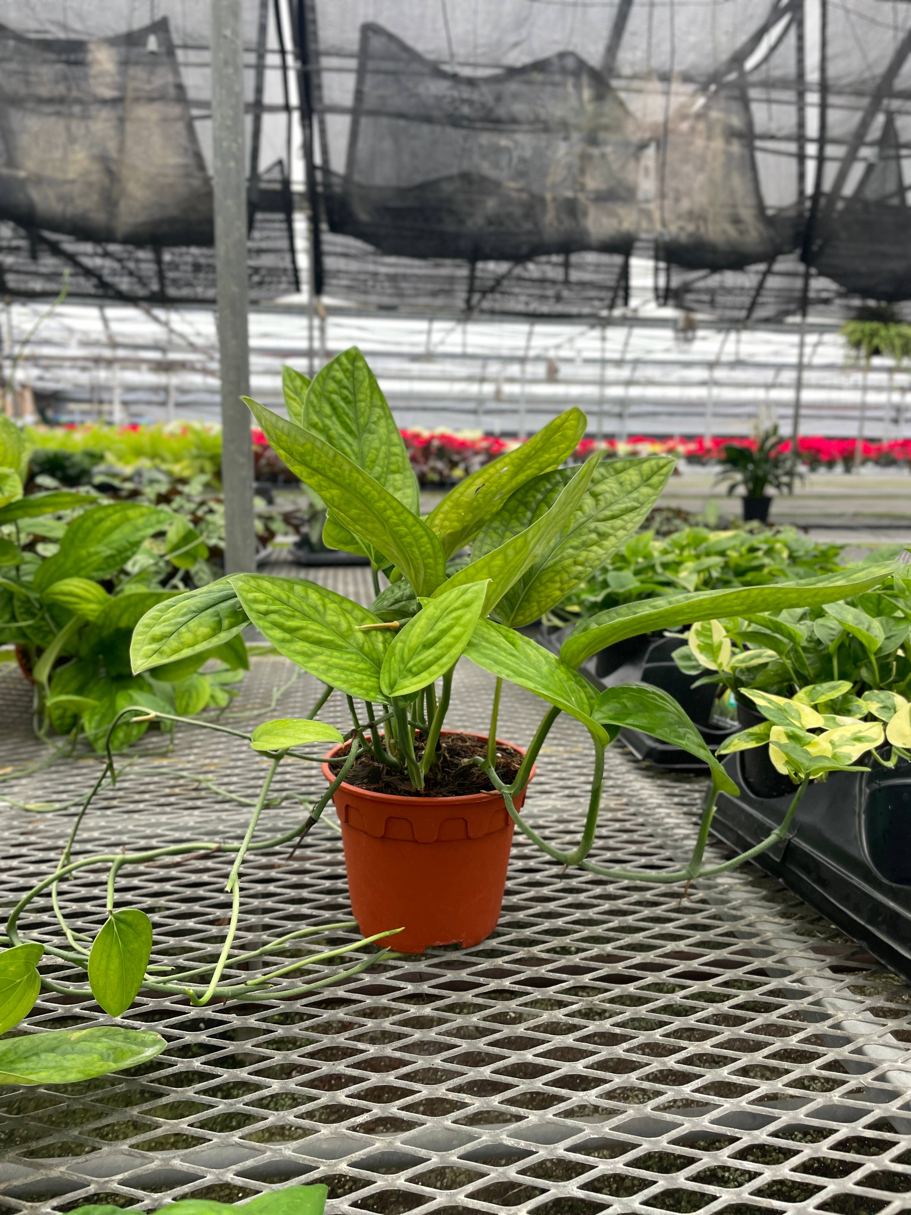 Monstera Peru - Live Plant