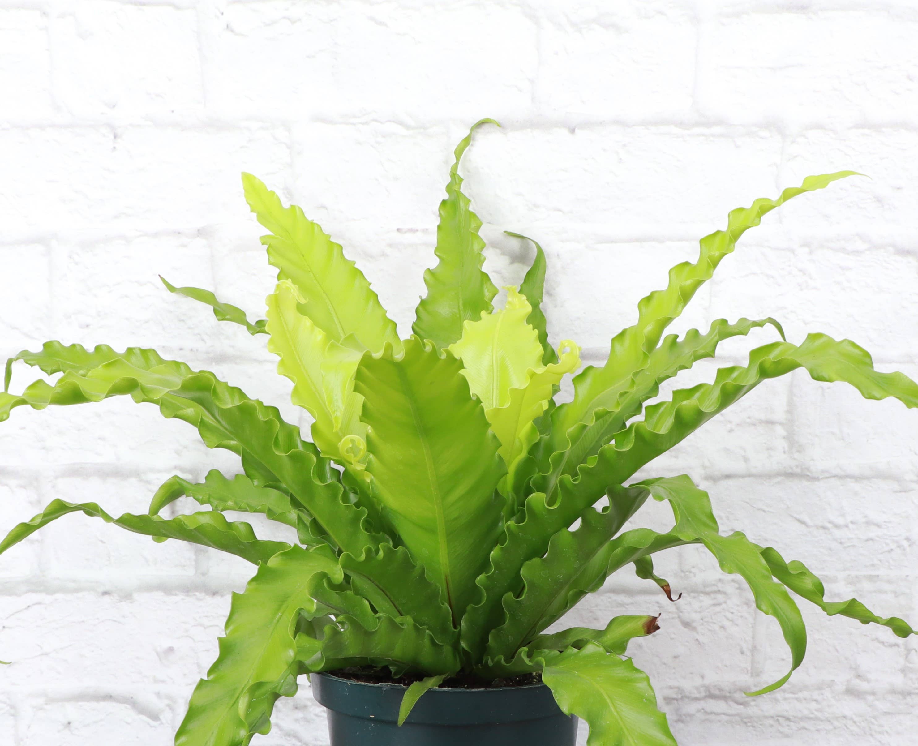Victoria Bird&#39;s-Nest Fern - Live Plant: 4&quot; Pot