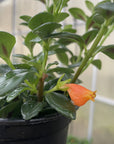 Goldfish Plant - Live Plant