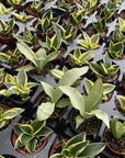 Bird's Nest Snake Plant - Live Plant - Assorted Varieties