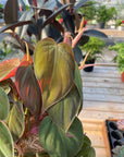 Philodendron Micans 3" - Live Plant