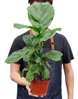 Ficus Lyrata 'Fiddle Leaf Fig'