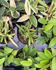 Hoya Plant (Assorted Variety) - 4" Live Plant