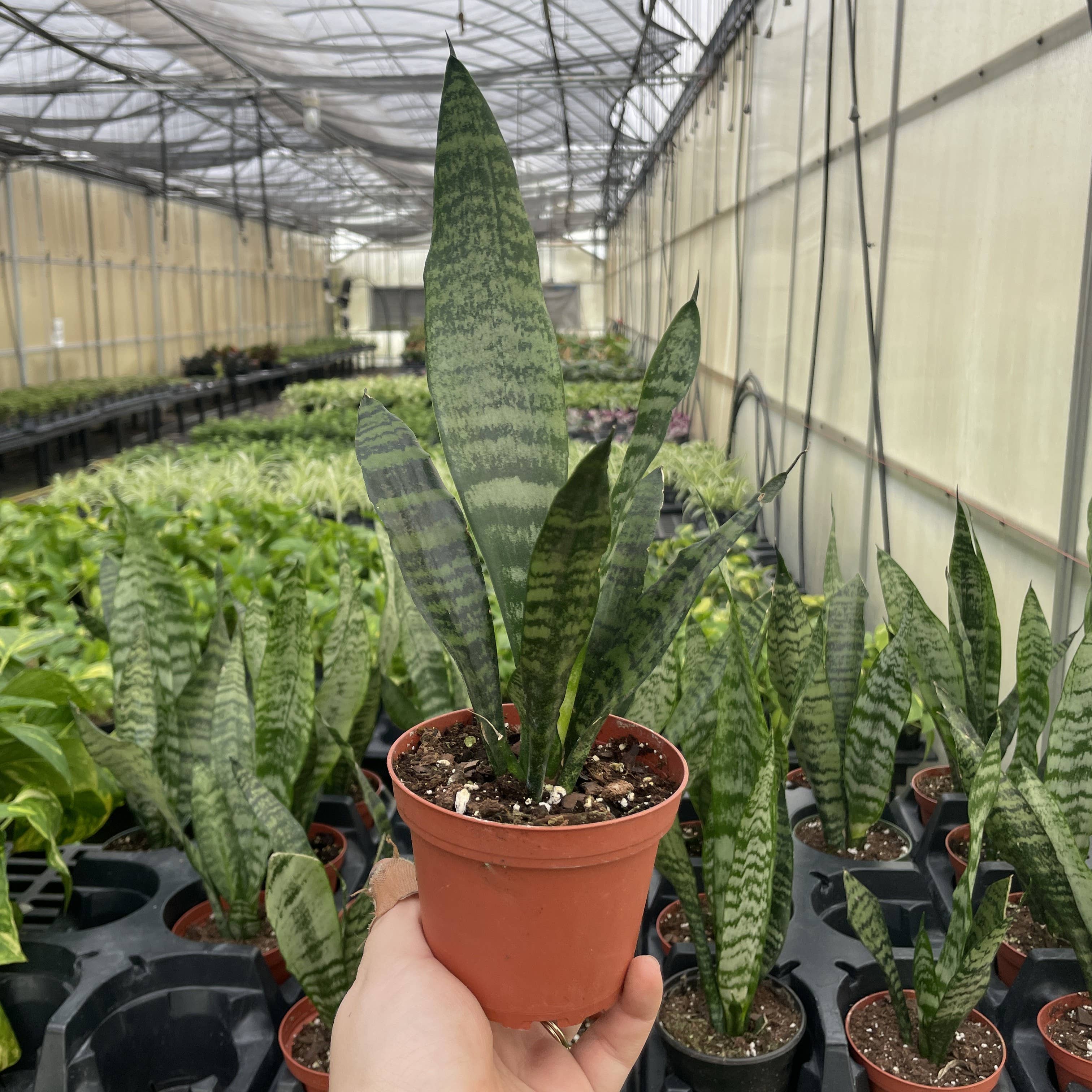 Snake &#39;Zeylancia&#39;,  Snake Plant - Live Plant