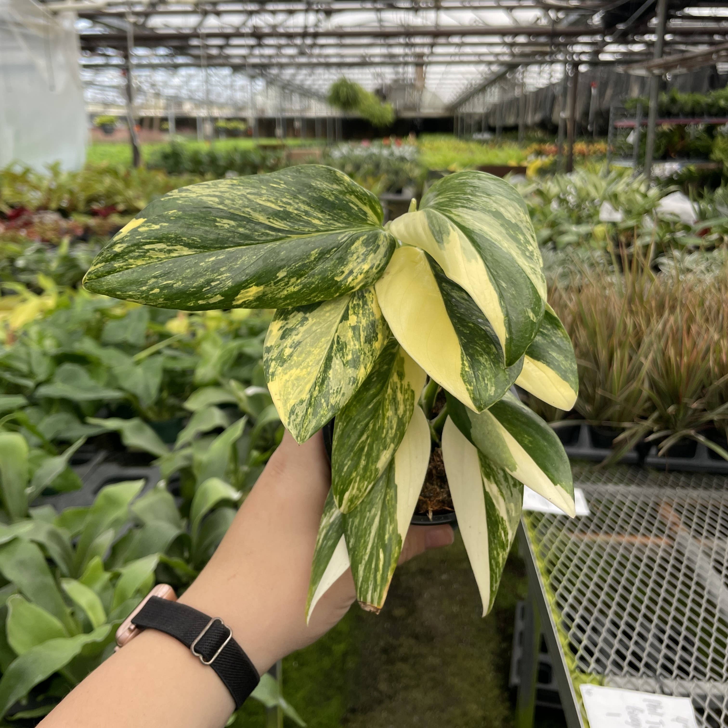 Variegated Monstera Standleyana - 4&quot; Live Plant