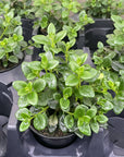 Goldfish Plant - Live Plant