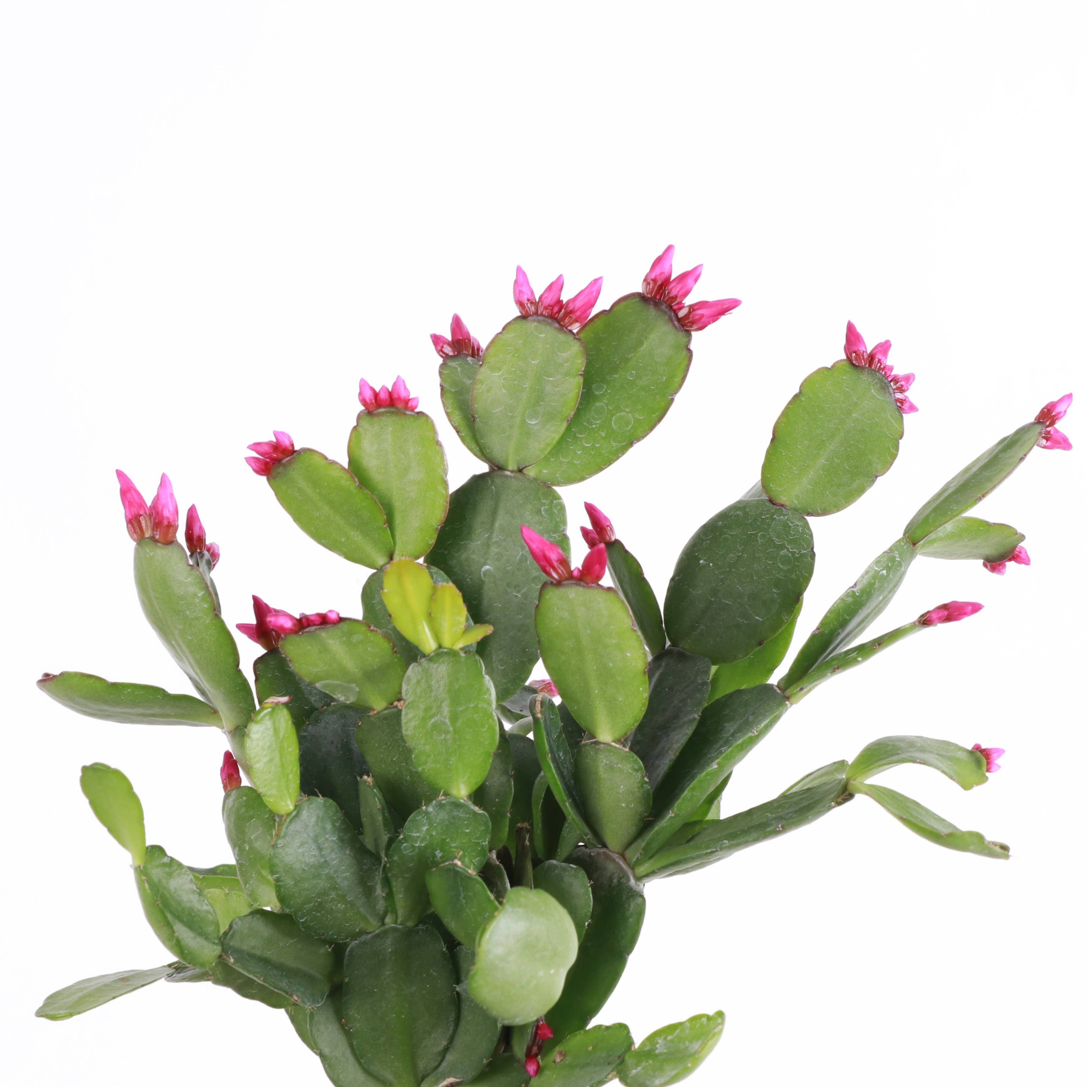 Spring Easter Cactus - Live Plant - Assorted Color