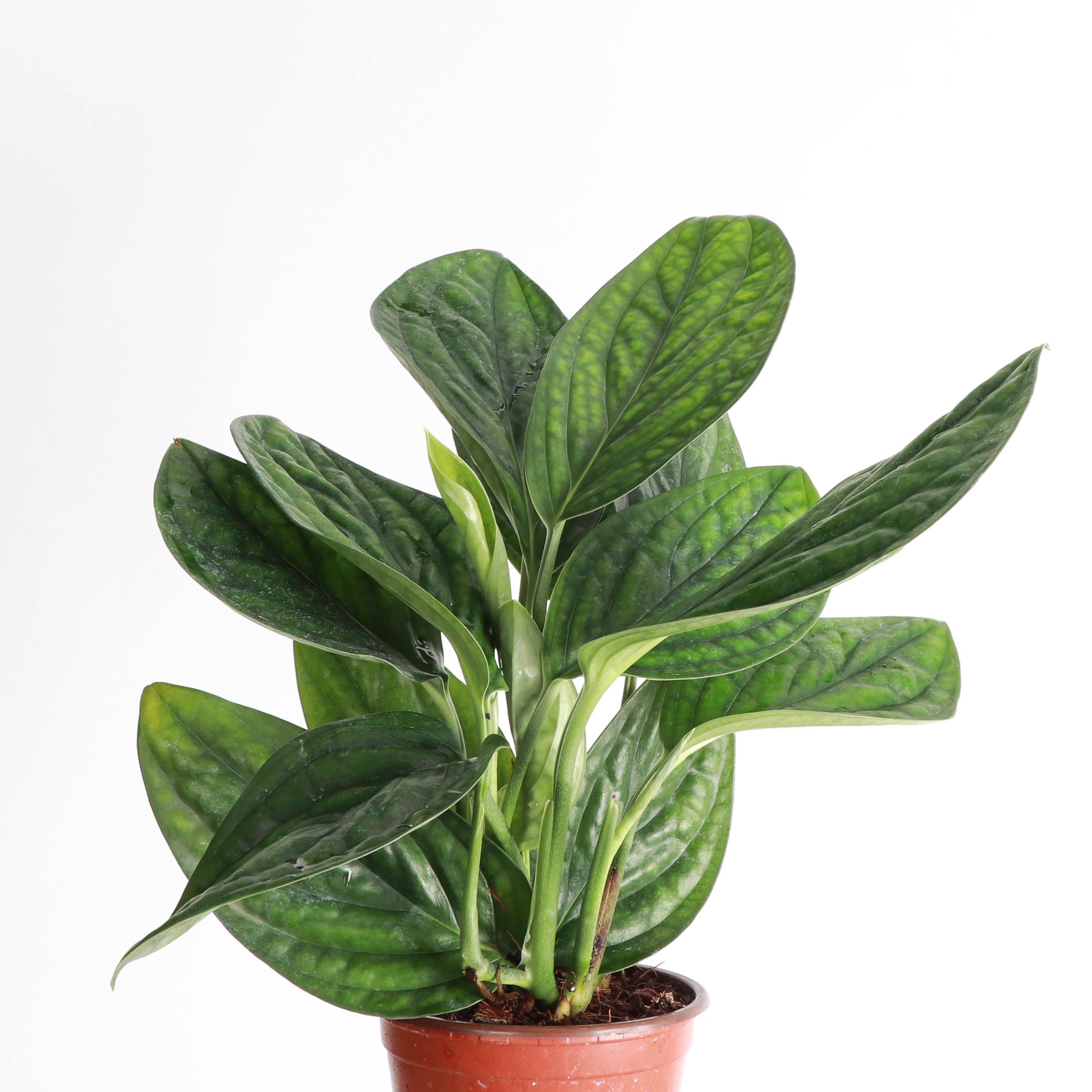 Monstera Peru - Live Plant