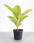 Ficus Shivereana Moonshine Variegated - 4" Live Plant - Rare