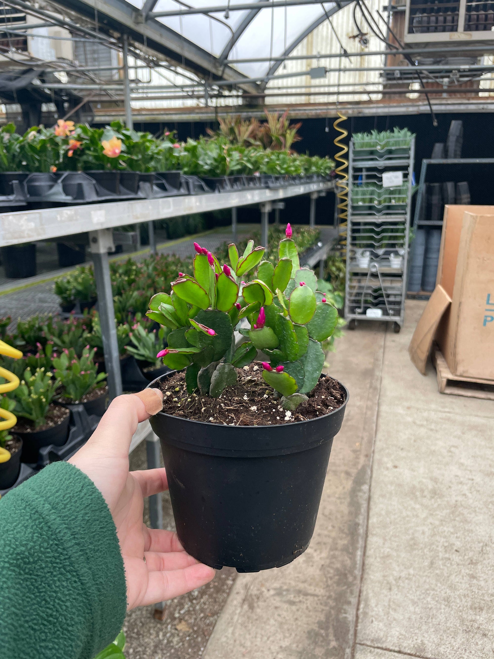Spring Easter Cactus - Live Plant - Assorted Color
